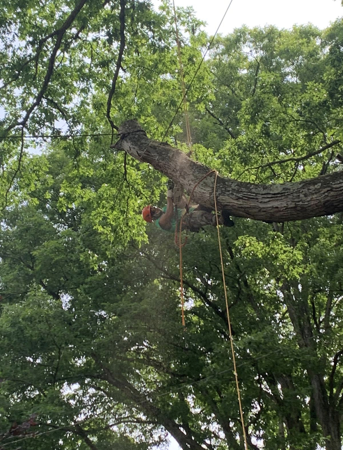 The Importance of Local Tree Trimming in Summer